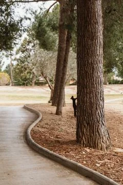 Squirrel Climbing a Tree in a Tranquil Park Setting Stock Photos