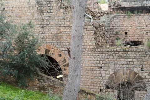 Squirrel climbing tree trunk against ancient Roman ruins in Sagunt Spain 写真素材