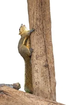Squirrel Climbing a Tree Trunk Isolated on White Background Stock Photos