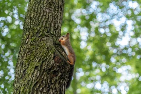 Squirrel Climbing a Tree Trunk in a Lush Green Forest During a Sunny Day Stock Photos