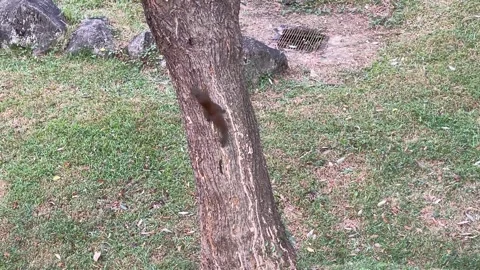 Squirrel Climbing Up Tree Trunk In Park Stock Footage 342577054
