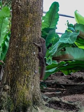 Squirrel Climbing Up a Tree Trunk Stock Photos