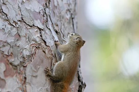 A squirrel is climbing up a tree trunk Stock Photos
