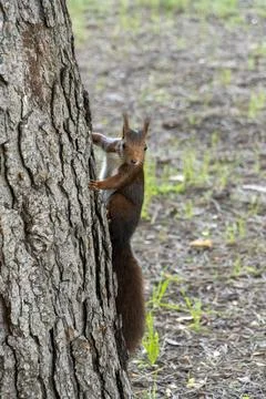 A squirrel is climbing up a tree trunk Stock Photos