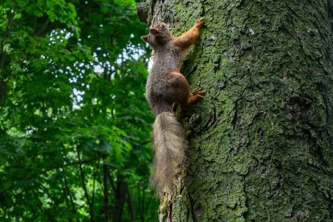 A Squirrel Climbing A Tree Trunk Showcasing Agility And Natural Beauty In T.. Stock Photos