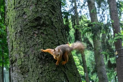A Squirrel Climbing A Tree Trunk Showcasing Agility And Natural Beauty In T.. Stock Photos