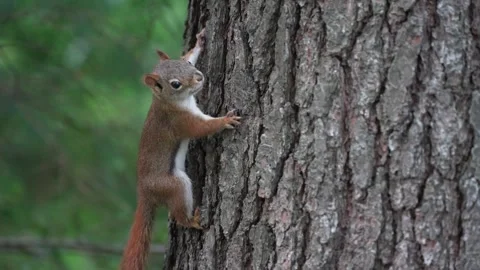 Squirrel Climbing a Tree Trunk in Slow Motion Stock Footage 344050045