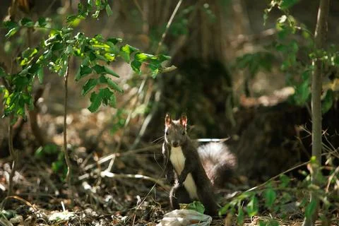 Squirrel climbing a tree trunk in a sunlit green forest Stock Photos