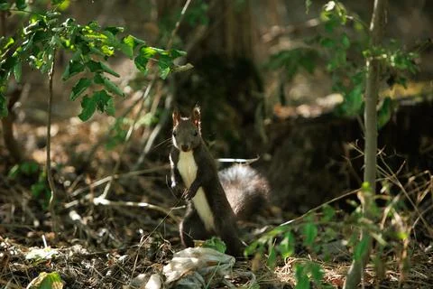 Squirrel climbing a tree trunk in a sunlit green forest Stock Photos