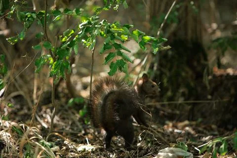 Squirrel climbing a tree trunk in a sunlit green forest Stock Photos