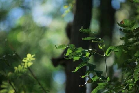Squirrel climbing a tree trunk in a sunlit green forest Stock Photos