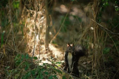 Squirrel climbing a tree trunk in a sunlit green forest Stock Photos