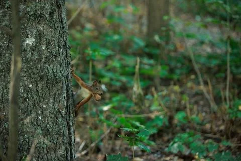 Squirrel climbing a tree trunk in a sunlit green forest Stock Photos