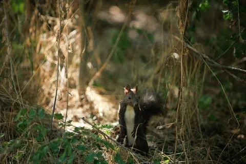 Squirrel climbing a tree trunk in a sunlit green forest Stock Photos