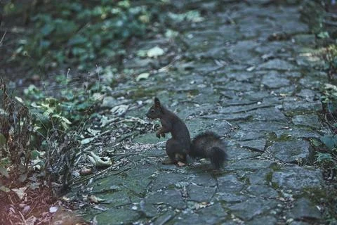 Squirrel climbing a tree trunk in a sunlit green forest Stock Photos