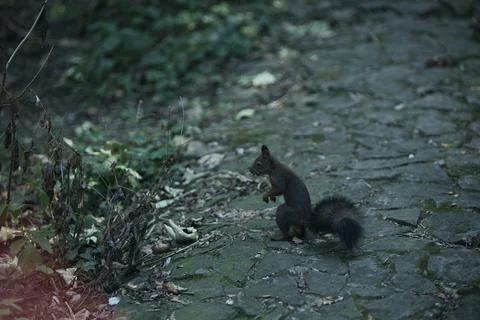 Squirrel climbing a tree trunk in a sunlit green forest Stock Photos