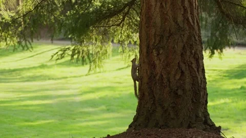 Squirrel climbing on a tree trunk in sunny forest Stock Footage 320599782