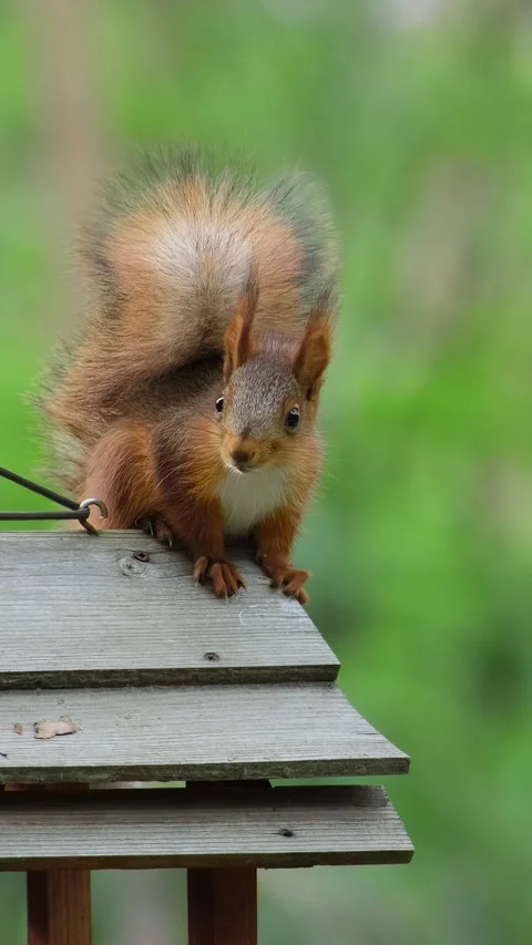 Squirrel Climbing A Tree Trunk Vertically Stock Footage 337572469