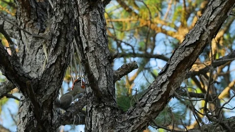 A Squirrel Climbing Trees With Orange Snack Bag In Its Mouth In Slow Motion Stock Footage 102577476