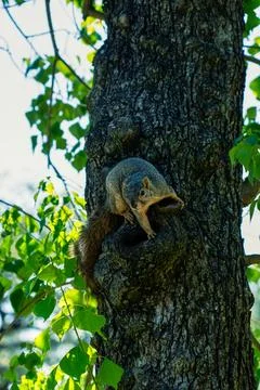 Squirrel Climbing the Trunk of a Tree Stock Photos