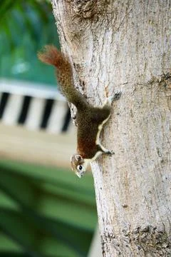 Squirrel Climbing Upside Down on Tree Bark 写真素材