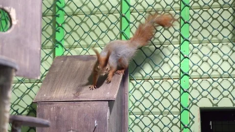A squirrel climbs the cage Stock Footage 76813363