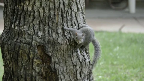 Squirrel Climbs Down From a Tree and Hops Away. Video stock 76377376