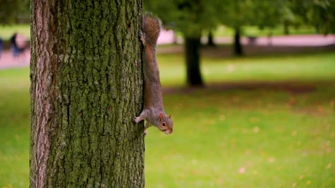 Squirrel Climbs Down the Tree Stock Footage 135250398