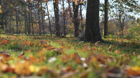 The squirrel climbs down from the tree onto the green grass and jumps in it.  Stock Footage 221435342