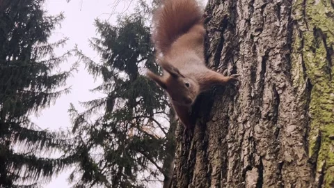 A squirrel climbs down a tree trunk in search of a nut in an autumn park.  库存影片 299713809