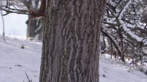 Squirrel climbs down the trunk Stock Footage 300368581