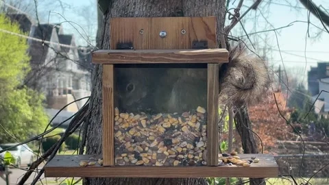 Squirrel Climbs into Feeder to Eat Stock Footage 304716411
