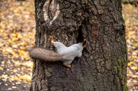 A squirrel climbs into a hollow tree Stock Photos