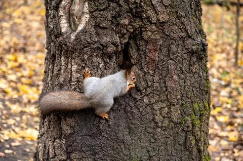 A squirrel climbs into a hollow tree Stock Photos