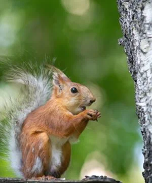 Squirrel climbs to top a tree Stock Photos