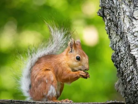 Squirrel climbs to top a tree Stock Photos