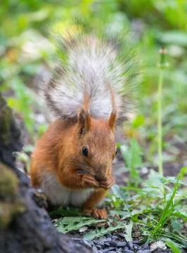 Squirrel climbs to top a tree Stock Photos