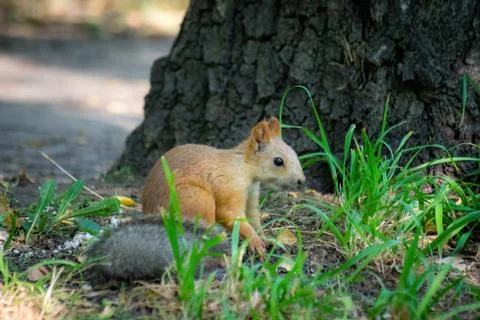 Squirrel climbs to top a tree Stock Photos