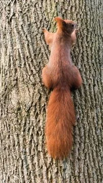 A squirrel climbs up a tree bark Stock Photos