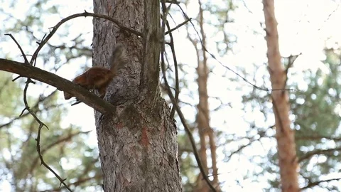 Squirrel climbs a tree Stock Footage 79319296