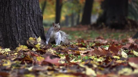 A squirrel climbs the tree 動画素材 165239768
