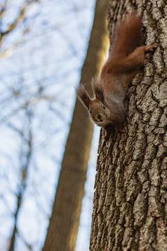 Squirrel climbs tree in forest during afternoon light Stock Photos