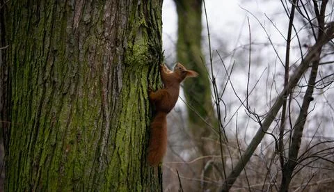 Squirrel climbs up the tree, good winter day Stock Photos