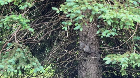 Squirrel climbs a tree in a park during a sunny day in springtime as it searches Stockbeeldmateriaal 341374419