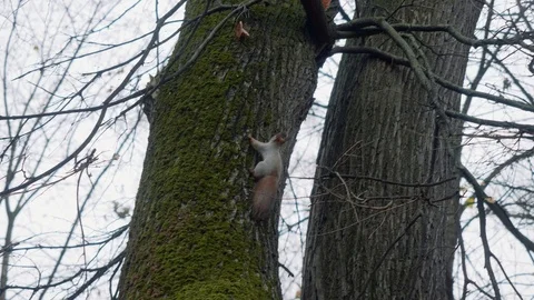 Squirrel climbs tree in park to follow other one Stock Footage 101943859