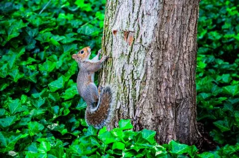 An squirrel climbs the tree Stock Photos