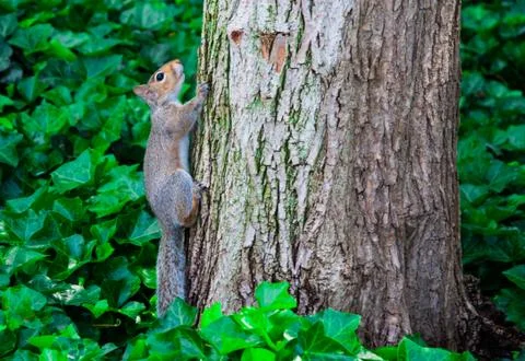 An squirrel climbs the tree Stock Photos