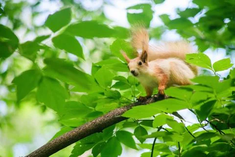Squirrel climbs on a tree. Stock-Fotos