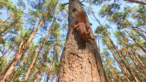 Squirrel clinging and climbing on pine tree bark Stock Footage 316944796