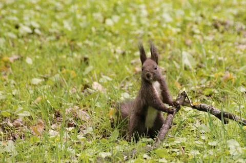 The squirrel is clinging to the branch Foto stock